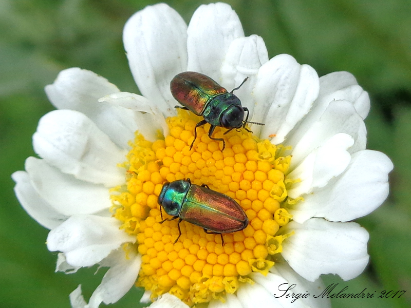 Buprestidae: Anthaxia cfr. thalassophila